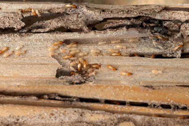 Best Wasp Removal Services  in Raintree Plantation, MO