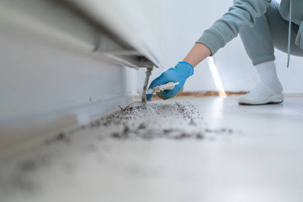 Best Bed Bug Extermination  in Raintree Plantation, MO
